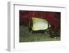 Chevroned Butterflyfish-Hal Beral-Framed Photographic Print