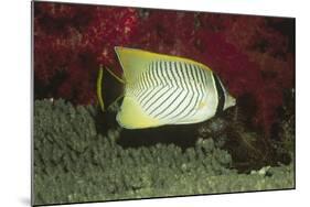 Chevroned Butterflyfish-Hal Beral-Mounted Photographic Print
