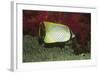 Chevroned Butterflyfish-Hal Beral-Framed Photographic Print