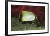 Chevroned Butterflyfish-Hal Beral-Framed Photographic Print