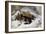 Chevy, 1868 (Oil on Canvas)-Edwin Landseer-Framed Giclee Print