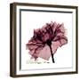 Chiant Rose 1-Albert Koetsier-Framed Premium Giclee Print