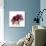Chiant Rose 1-Albert Koetsier-Premium Giclee Print displayed on a wall