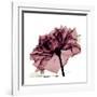 Chiant Rose 1-Albert Koetsier-Framed Premium Giclee Print