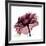 Chiant Rose 1-Albert Koetsier-Framed Premium Giclee Print