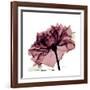 Chiant Rose 1-Albert Koetsier-Framed Premium Giclee Print