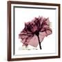 Chiant Rose 1-Albert Koetsier-Framed Premium Giclee Print