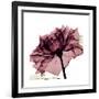 Chiant Rose 1-Albert Koetsier-Framed Premium Giclee Print