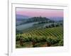 Chianti Dusk-Michael Swanson-Framed Art Print