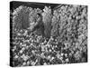 Chianti Flasks in Storeroom of the Baron Ricasoli Vineyards-Alfred Eisenstaedt-Stretched Canvas