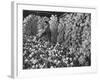 Chianti Flasks in Storeroom of the Baron Ricasoli Vineyards-Alfred Eisenstaedt-Framed Photographic Print