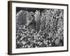 Chianti Flasks in Storeroom of the Baron Ricasoli Vineyards-Alfred Eisenstaedt-Framed Photographic Print