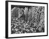 Chianti Flasks in Storeroom of the Baron Ricasoli Vineyards-Alfred Eisenstaedt-Framed Photographic Print