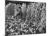 Chianti Flasks in Storeroom of the Baron Ricasoli Vineyards-Alfred Eisenstaedt-Mounted Photographic Print