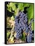 Chianti Grapes Ready for Crush, Greve, Tuscany, Italy-Richard Duval-Framed Stretched Canvas