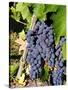 Chianti Grapes Ready for Crush, Greve, Tuscany, Italy-Richard Duval-Stretched Canvas