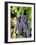 Chianti Grapes Ready for Crush, Greve, Tuscany, Italy-Richard Duval-Framed Photographic Print