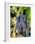 Chianti Grapes Ready for Crush, Greve, Tuscany, Italy-Richard Duval-Framed Photographic Print