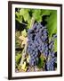 Chianti Grapes Ready for Crush, Greve, Tuscany, Italy-Richard Duval-Framed Photographic Print