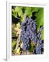 Chianti Grapes Ready for Crush, Greve, Tuscany, Italy-Richard Duval-Framed Photographic Print