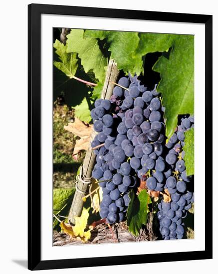 Chianti Grapes Ready for Crush, Greve, Tuscany, Italy-Richard Duval-Framed Photographic Print