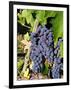 Chianti Grapes Ready for Crush, Greve, Tuscany, Italy-Richard Duval-Framed Photographic Print
