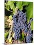 Chianti Grapes Ready for Crush, Greve, Tuscany, Italy-Richard Duval-Mounted Photographic Print