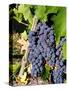 Chianti Grapes Ready for Crush, Greve, Tuscany, Italy-Richard Duval-Stretched Canvas