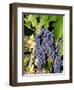 Chianti Grapes Ready for Crush, Greve, Tuscany, Italy-Richard Duval-Framed Photographic Print