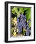 Chianti Grapes Ready for Crush, Greve, Tuscany, Italy-Richard Duval-Framed Photographic Print