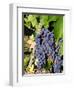 Chianti Grapes Ready for Crush, Greve, Tuscany, Italy-Richard Duval-Framed Photographic Print