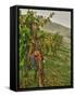 Chianti Grapes Ready for Harvest, Greve, Tuscany, Italy-Richard Duval-Framed Stretched Canvas