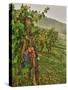 Chianti Grapes Ready for Harvest, Greve, Tuscany, Italy-Richard Duval-Stretched Canvas