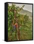 Chianti Grapes Ready for Harvest, Greve, Tuscany, Italy-Richard Duval-Framed Stretched Canvas