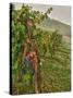 Chianti Grapes Ready for Harvest, Greve, Tuscany, Italy-Richard Duval-Stretched Canvas