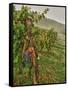 Chianti Grapes Ready for Harvest, Greve, Tuscany, Italy-Richard Duval-Framed Stretched Canvas