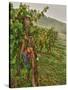 Chianti Grapes Ready for Harvest, Greve, Tuscany, Italy-Richard Duval-Stretched Canvas