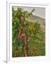 Chianti Grapes Ready for Harvest, Greve, Tuscany, Italy-Richard Duval-Framed Premium Photographic Print