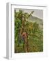 Chianti Grapes Ready for Harvest, Greve, Tuscany, Italy-Richard Duval-Framed Photographic Print