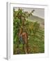 Chianti Grapes Ready for Harvest, Greve, Tuscany, Italy-Richard Duval-Framed Photographic Print