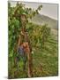 Chianti Grapes Ready for Harvest, Greve, Tuscany, Italy-Richard Duval-Mounted Photographic Print