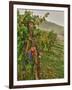 Chianti Grapes Ready for Harvest, Greve, Tuscany, Italy-Richard Duval-Framed Photographic Print