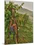 Chianti Grapes Ready for Harvest, Greve, Tuscany, Italy-Richard Duval-Mounted Photographic Print