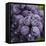 Chianti Grapes Ready for Harvest, Greve, Tuscany, Italy-Richard Duval-Framed Stretched Canvas