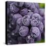 Chianti Grapes Ready for Harvest, Greve, Tuscany, Italy-Richard Duval-Stretched Canvas