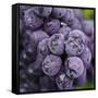 Chianti Grapes Ready for Harvest, Greve, Tuscany, Italy-Richard Duval-Framed Stretched Canvas