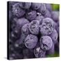 Chianti Grapes Ready for Harvest, Greve, Tuscany, Italy-Richard Duval-Stretched Canvas