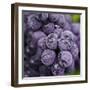 Chianti Grapes Ready for Harvest, Greve, Tuscany, Italy-Richard Duval-Framed Photographic Print