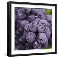 Chianti Grapes Ready for Harvest, Greve, Tuscany, Italy-Richard Duval-Framed Photographic Print