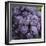 Chianti Grapes Ready for Harvest, Greve, Tuscany, Italy-Richard Duval-Framed Photographic Print